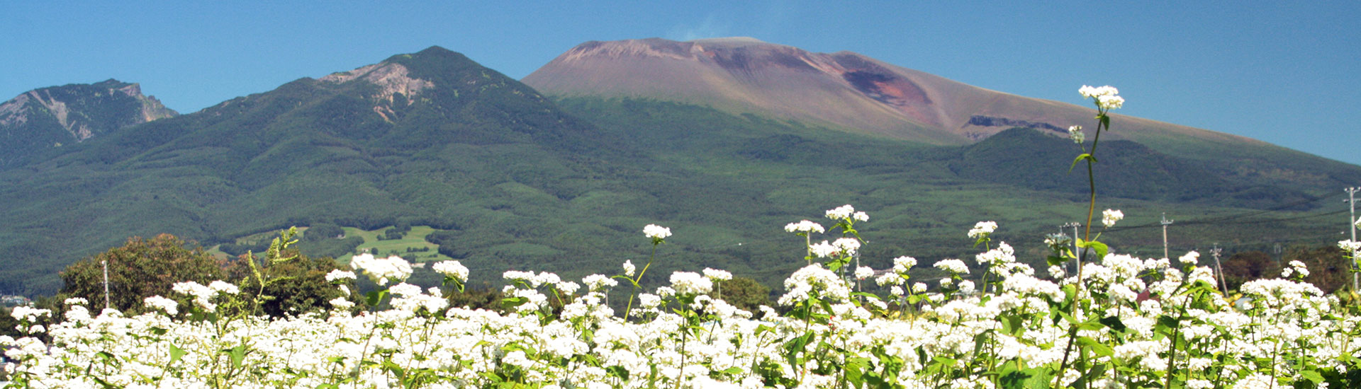 蕎麦畑と浅間山