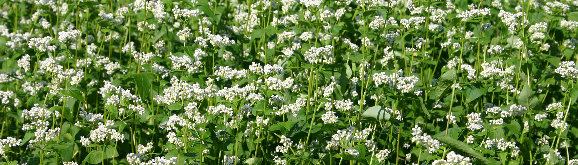 蕎麦の花